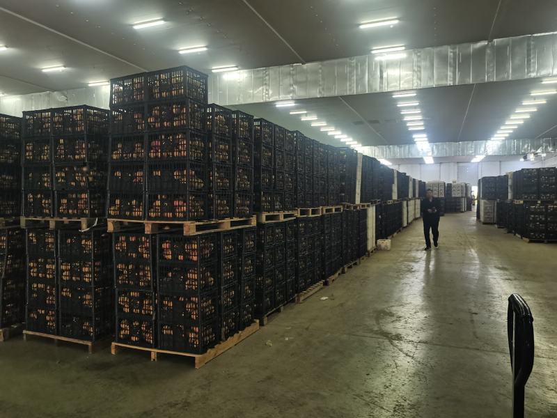 【实力供货】河南突尼斯软籽石榴清甜可口整车走货量大从优