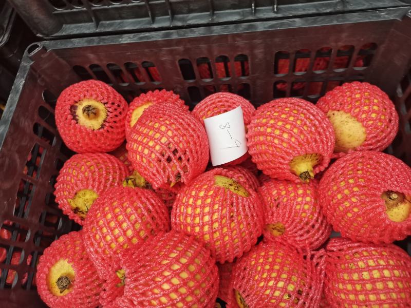 【实力供货】河南突尼斯软籽石榴清甜可口整车走货量大从优