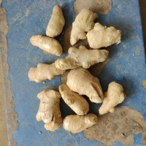 山东优质姜吧子，姜母子，电商食品厂专用姜