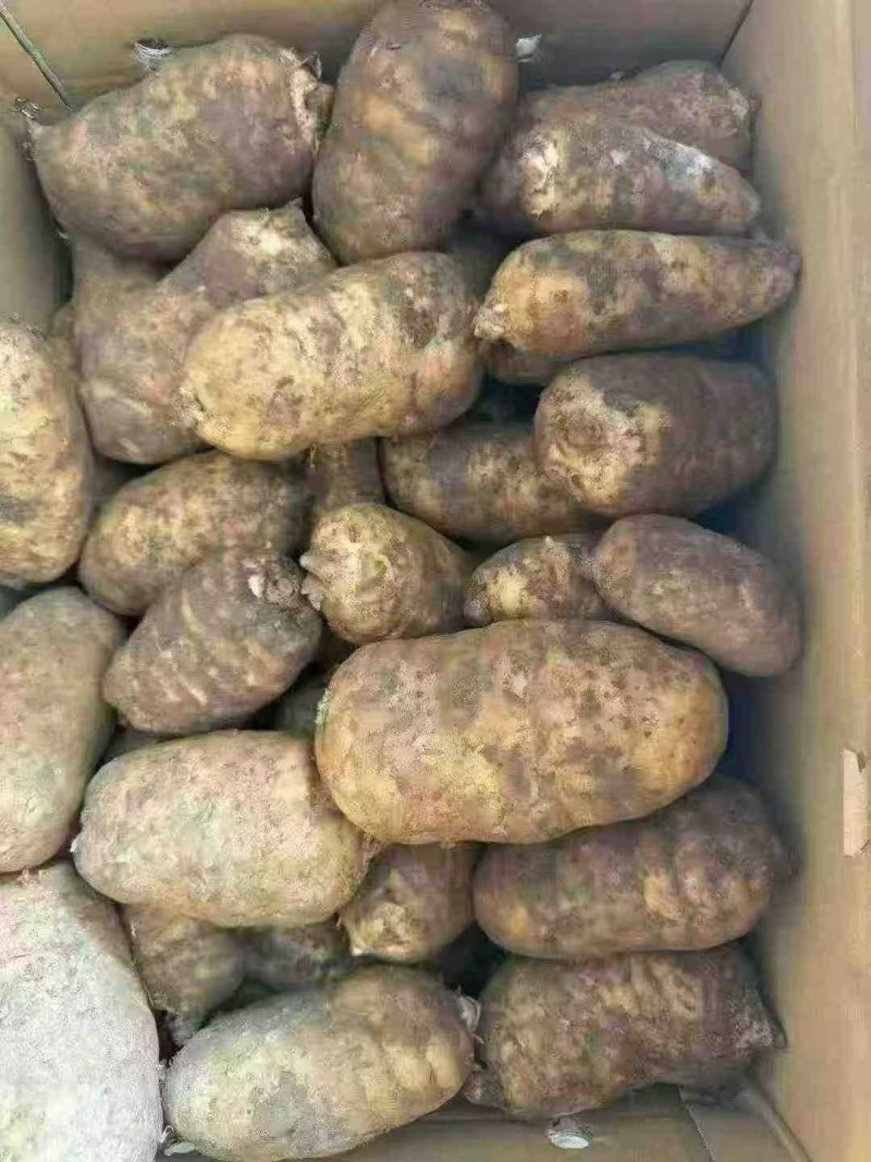 批发新鲜天麻，产地直发一件80斤大号中号小号都有