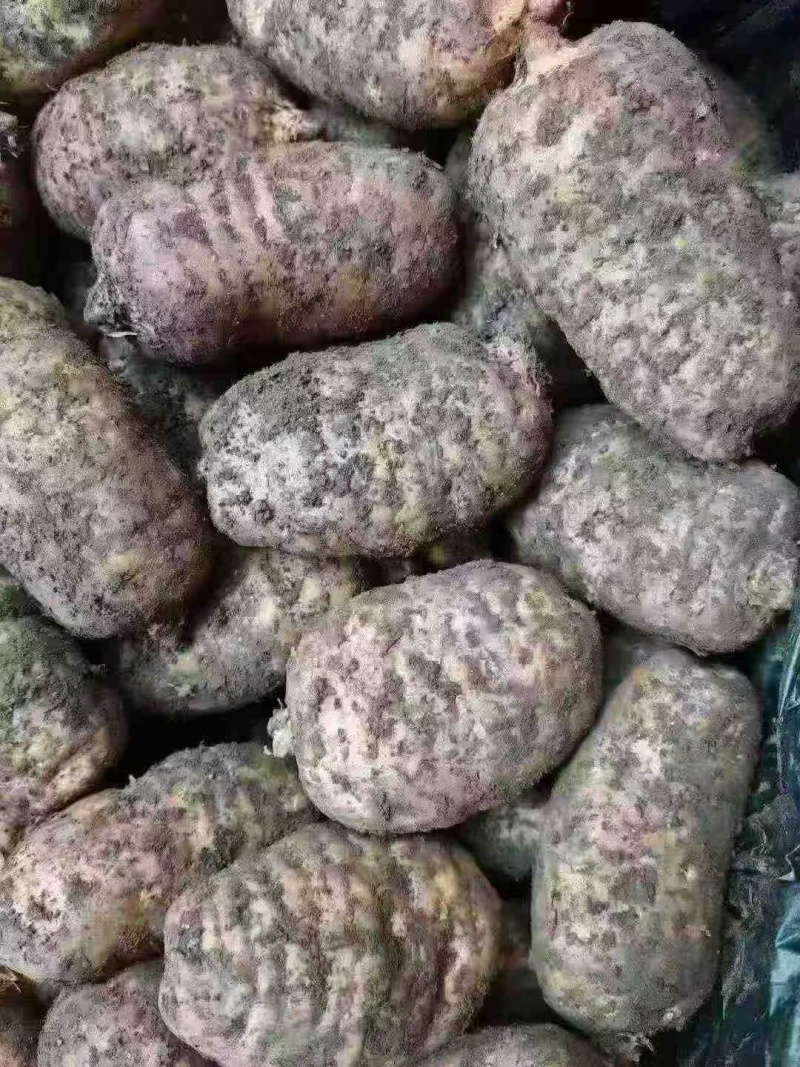 批发新鲜天麻，产地直发一件80斤大号中号小号都有
