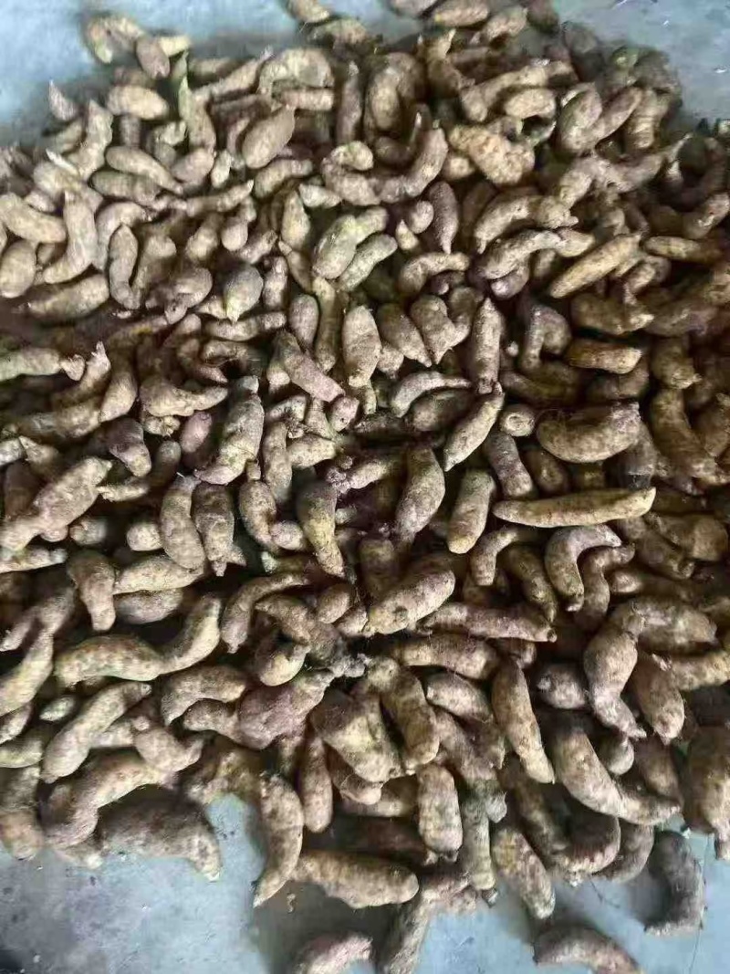 批发新鲜天麻，产地直发一件80斤大号中号小号都有