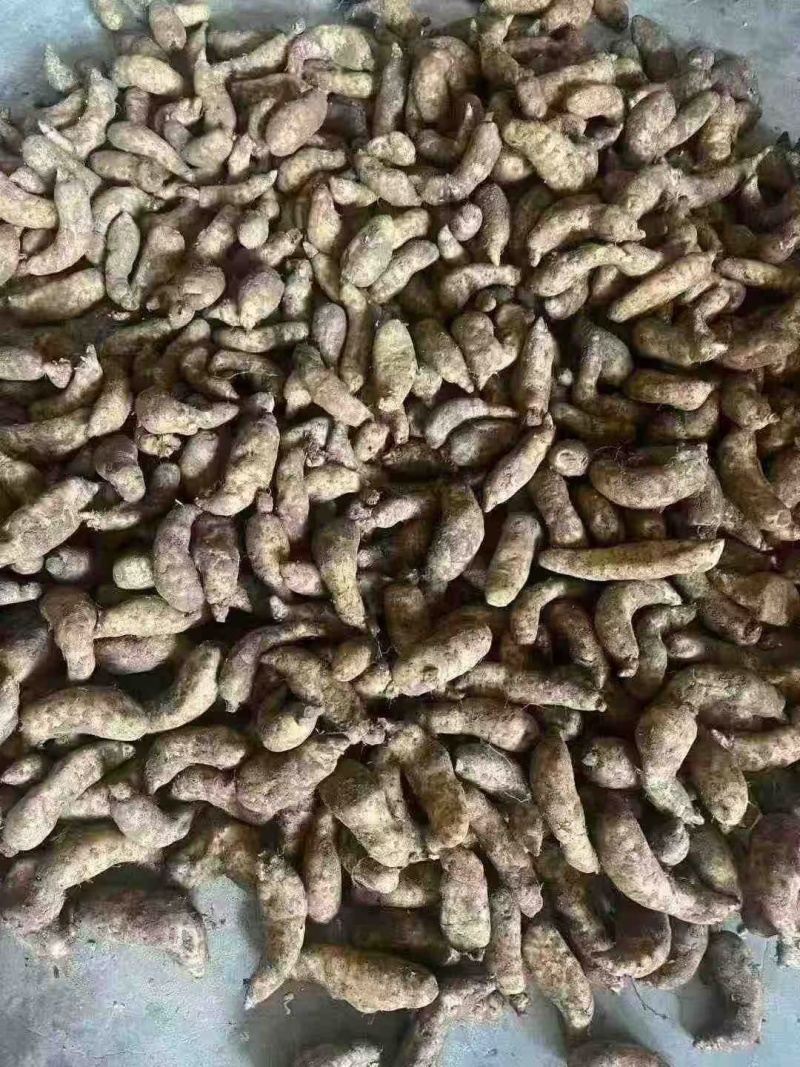 批发新鲜天麻，产地直发一件80斤大号中号小号都有