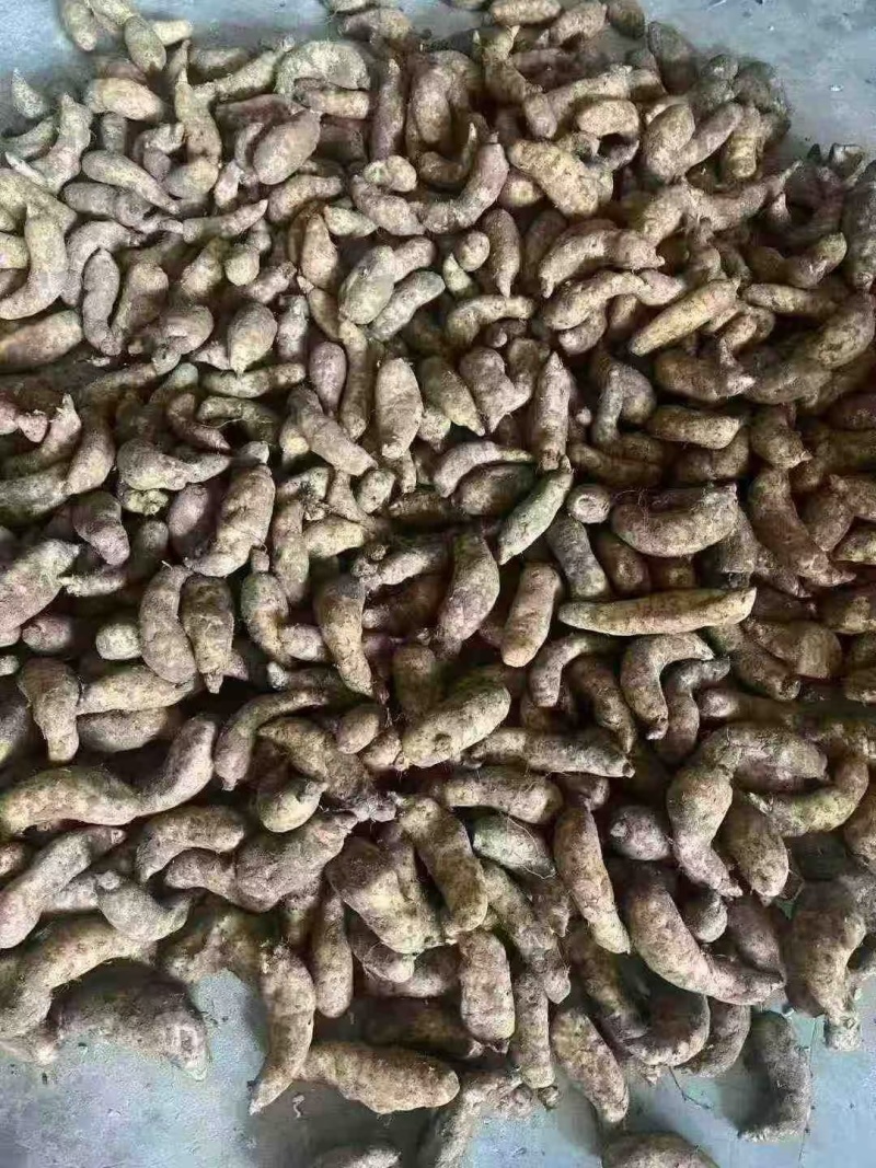 批发新鲜天麻，产地直发一件80斤大号中号小号都有