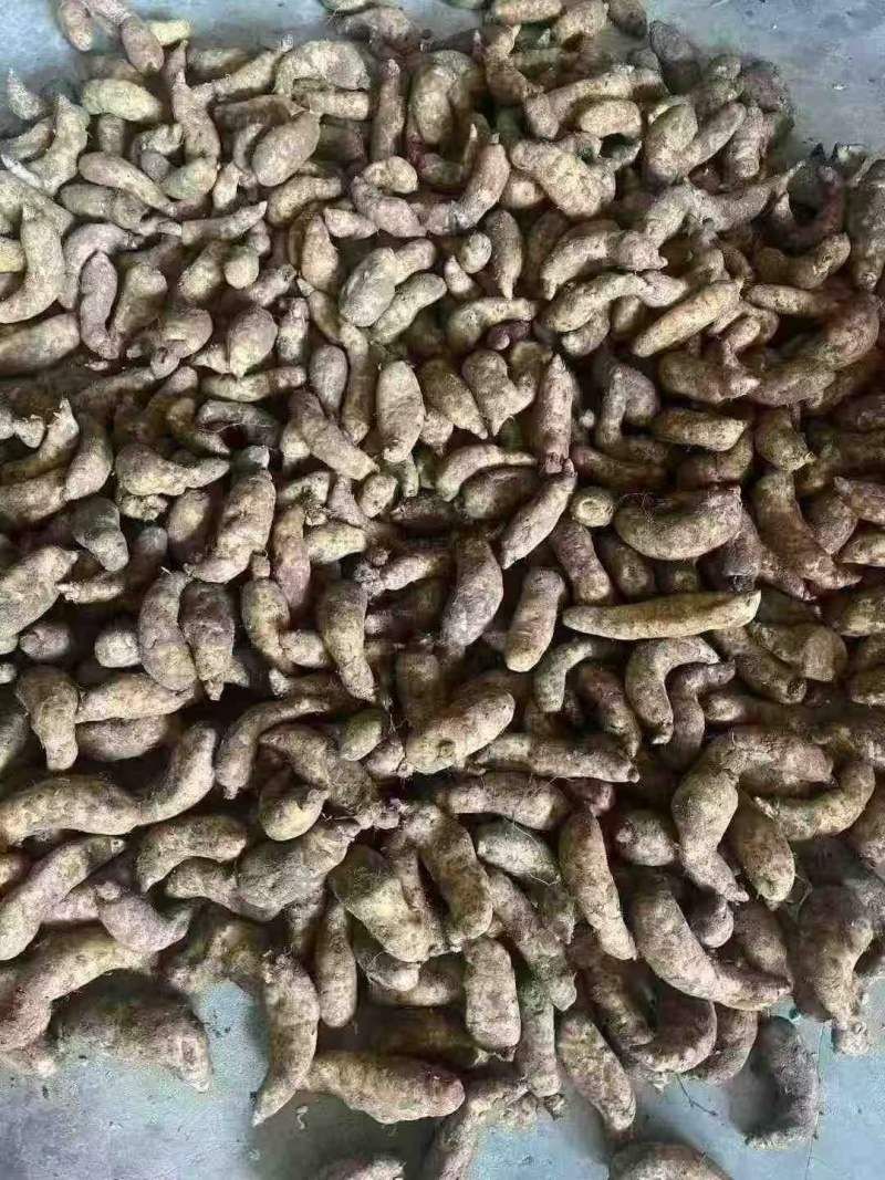 批发新鲜天麻，产地直发一件80斤大号中号小号都有