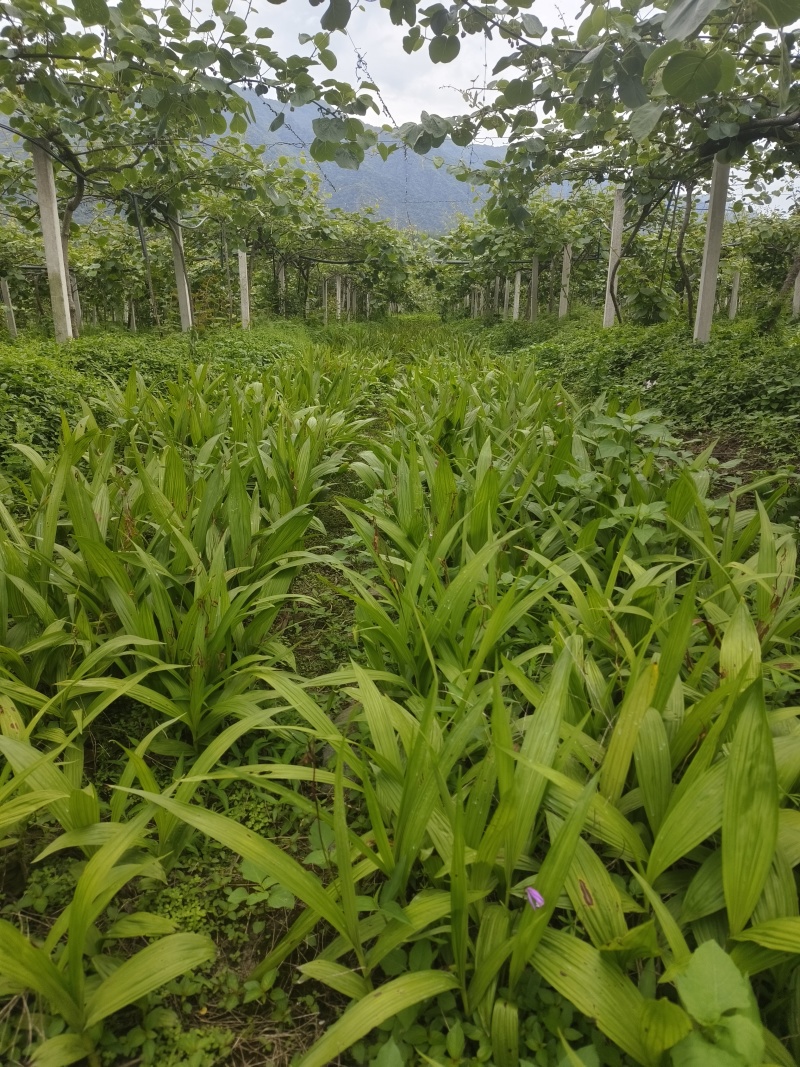 鲜白芨统货有几十亩，全部块茎苗，品质好，货好。