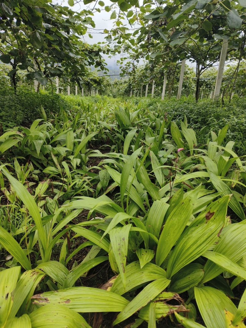 鲜白芨统货有几十亩，全部块茎苗，品质好，货好。