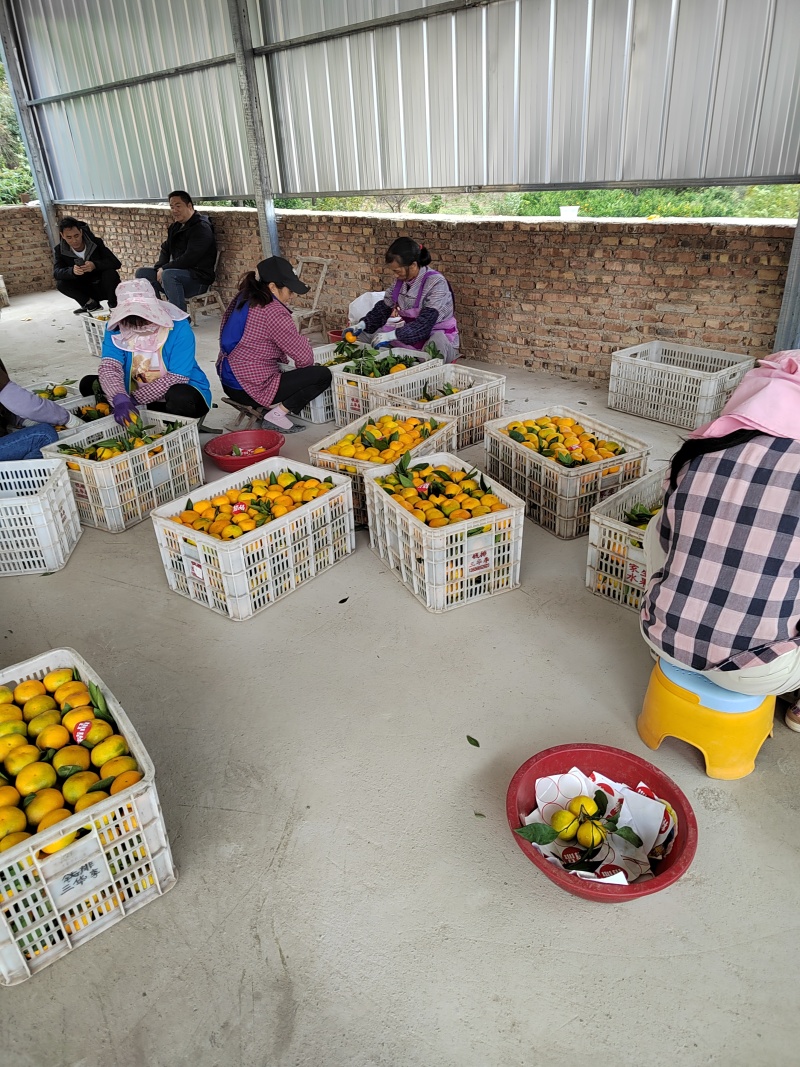 丹江蜜橘