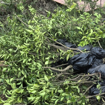 枳壳种植基地，枳壳三年苗，自产自销，欢迎定购