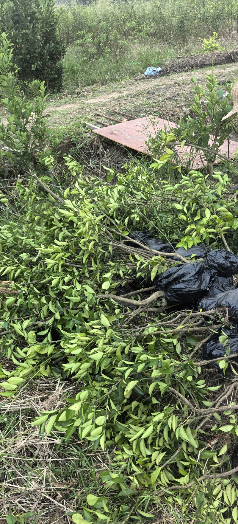 枳壳种植基地，枳壳三年苗，自产自销，欢迎定购