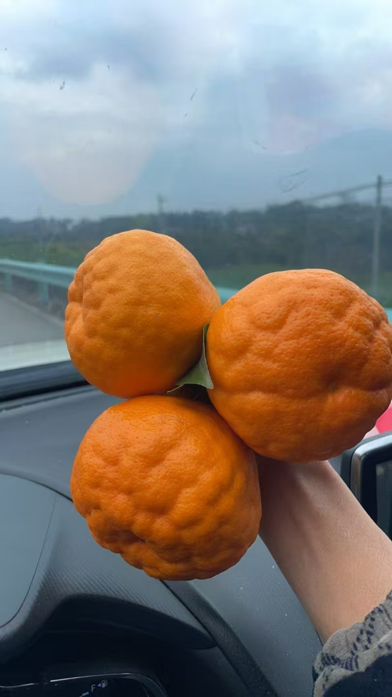 耙耙柑