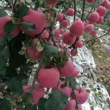 延长红富士