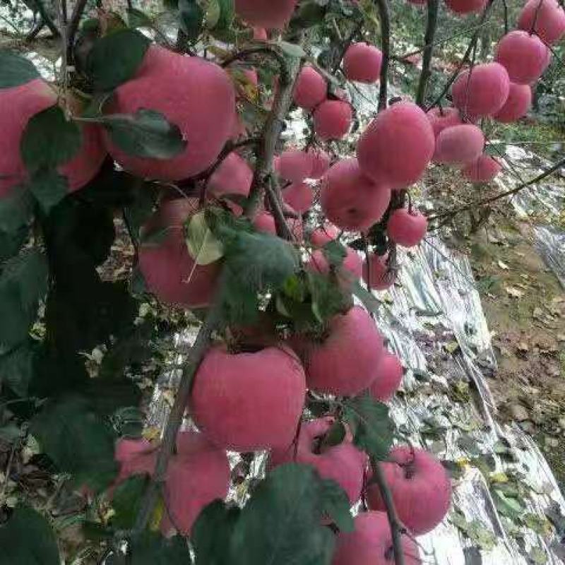 延长红富士