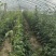 大量新鲜豆角，长缸豆四季豆上市欢迎新老客户前来选购