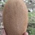 湘西高山富硒猕猴桃米良1号