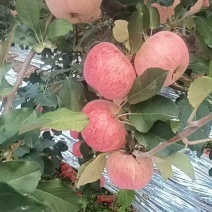 陕西红富士苹果脆甜可口，多汁水嫩，一手货源视频看货