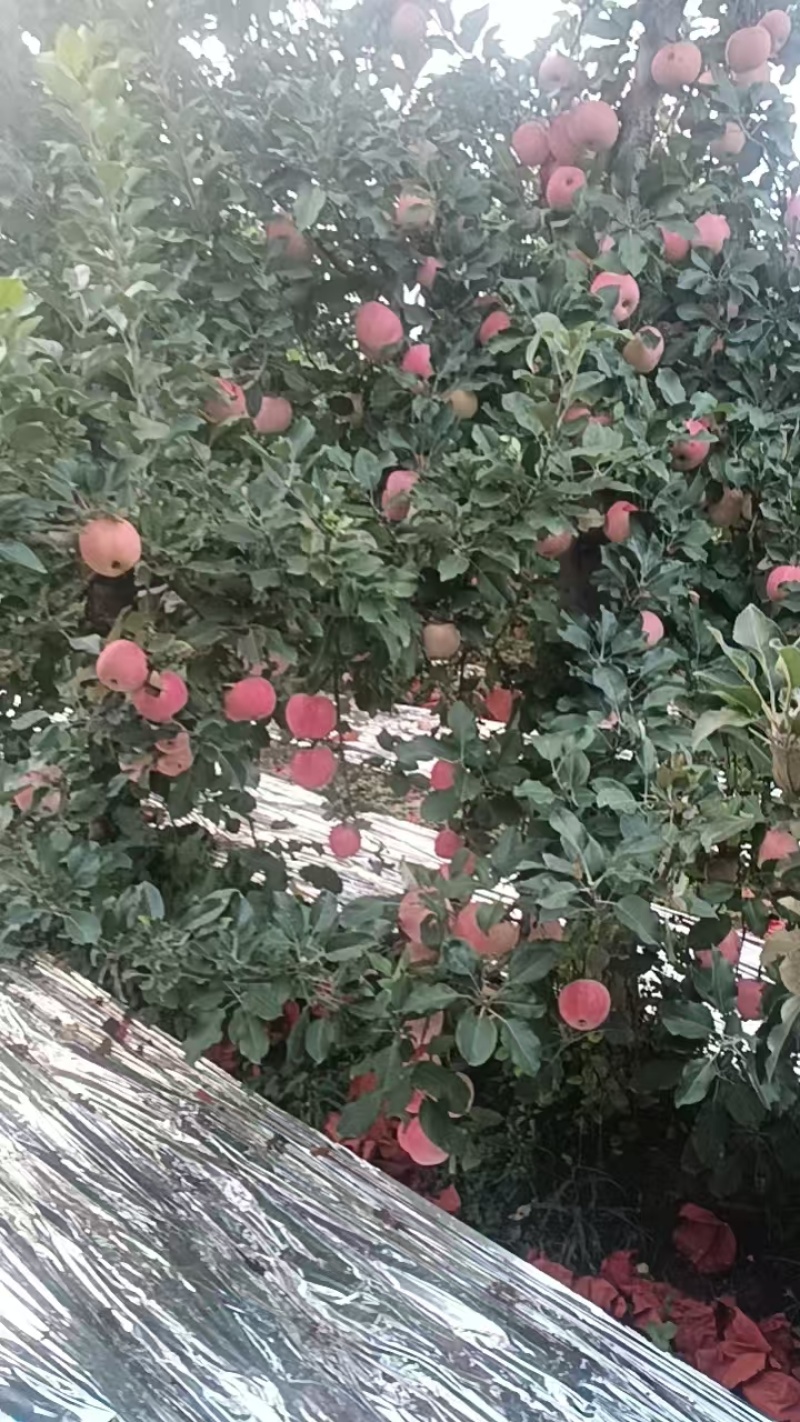 陕西红富士苹果脆甜可口，多汁水嫩，一手货源视频看货