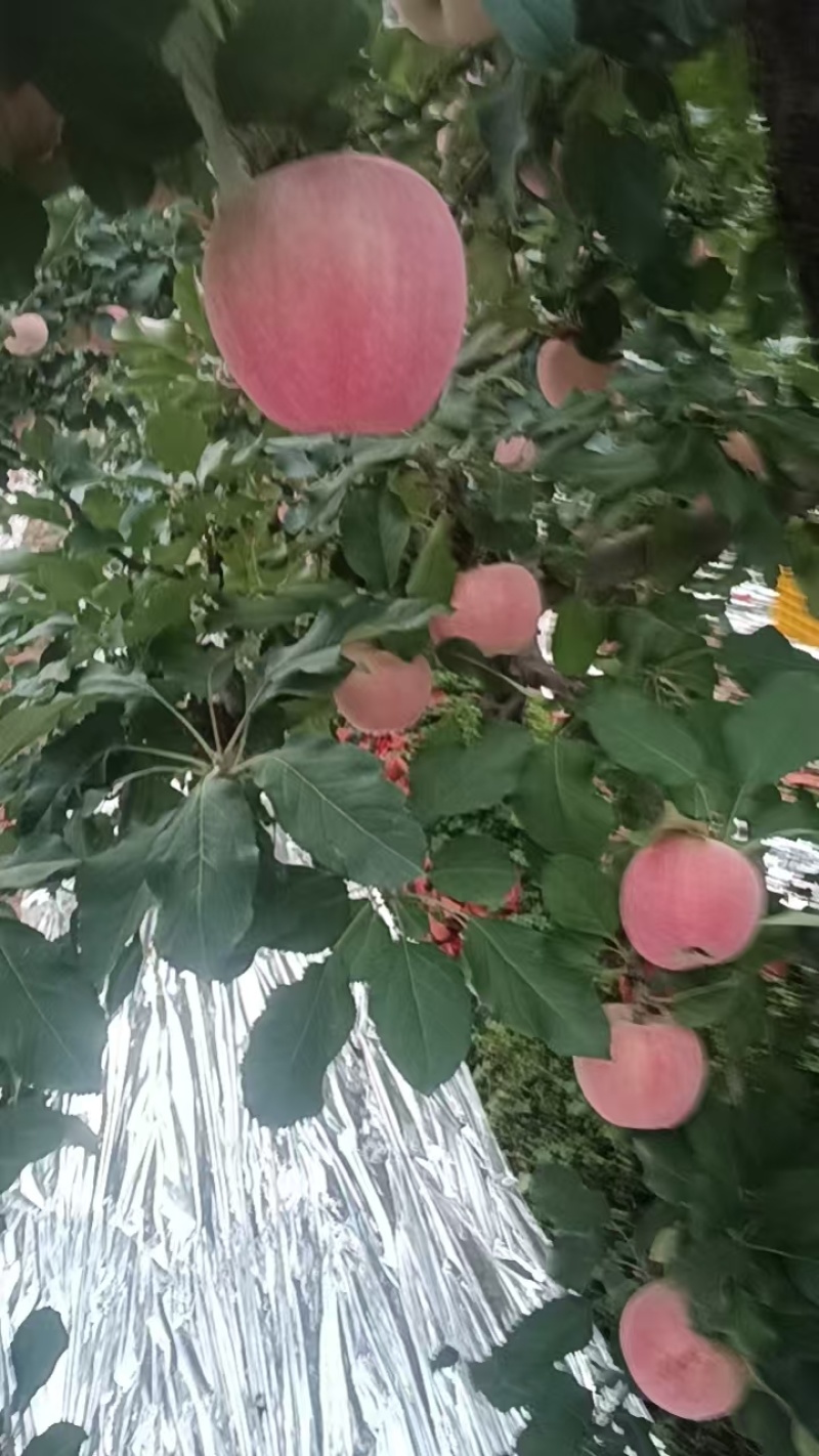 陕西红富士苹果脆甜可口，多汁水嫩，一手货源视频看货