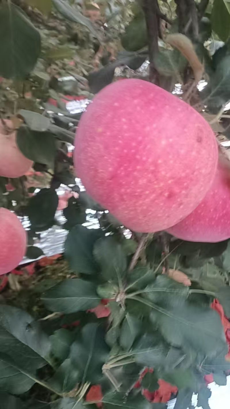 陕西红富士苹果脆甜可口，多汁水嫩，一手货源视频看货