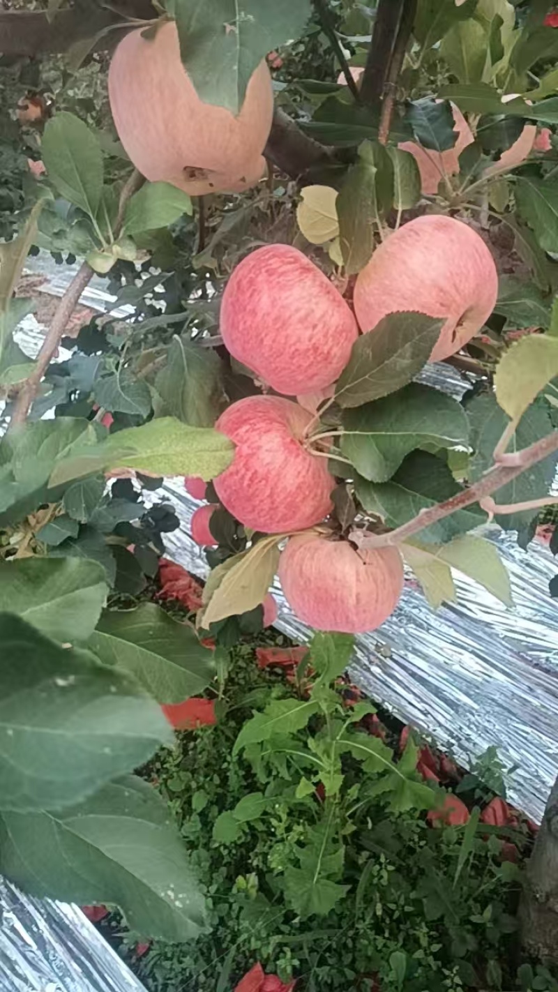 陕西红富士苹果脆甜可口，多汁水嫩，一手货源视频看货