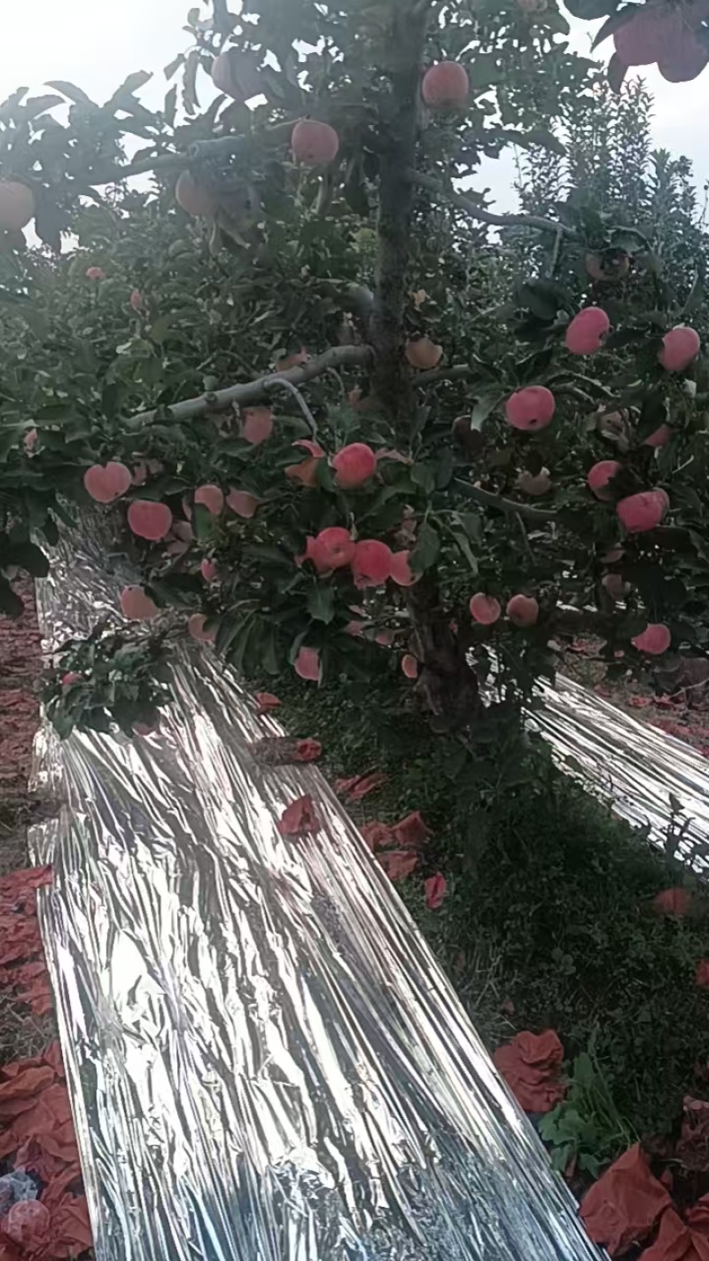 陕西红富士苹果脆甜可口，多汁水嫩，一手货源视频看货