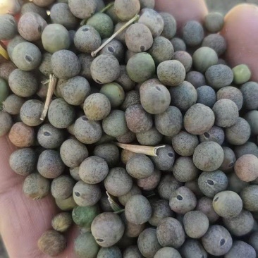 高介酸油菜籽