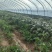 新鲜辣椒️上市欢迎新老客户前来选购