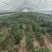 新鲜辣椒️上市欢迎新老客户前来选购