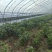 新鲜辣椒️上市欢迎新老客户前来选购