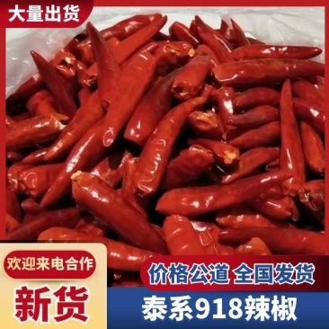 去把去帽特等椒烘干机烘干9.5干度产地直供欢迎采购