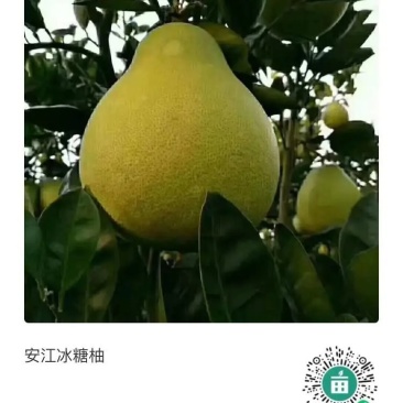 安江雪峰柚