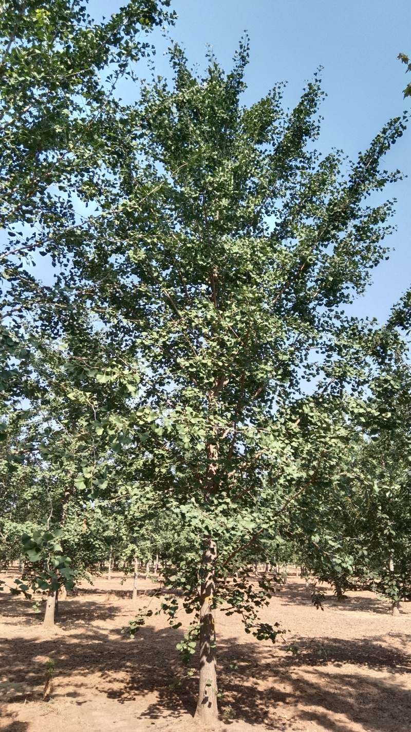 银杏树，被称没国树，全身是宝，抗寒耐旱，非常好好养活
