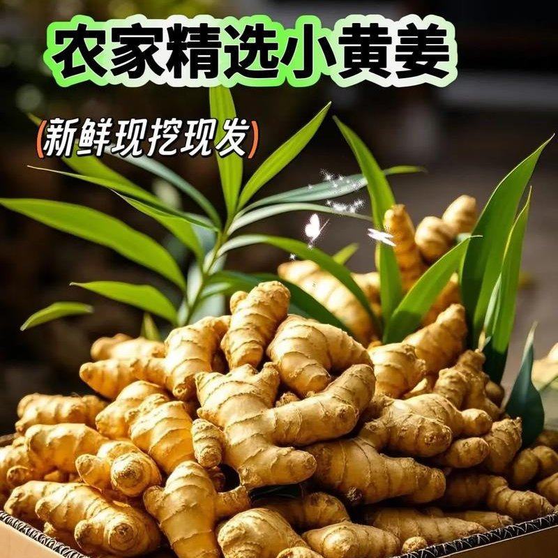 精品农家小黄姜生姜山东现挖鲜黄姜老姜品质保证