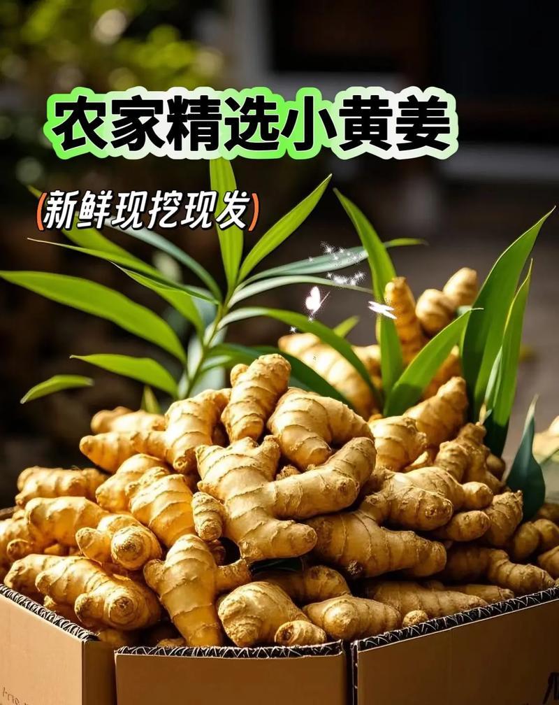 精品农家小黄姜生姜山东现挖鲜黄姜老姜品质保证