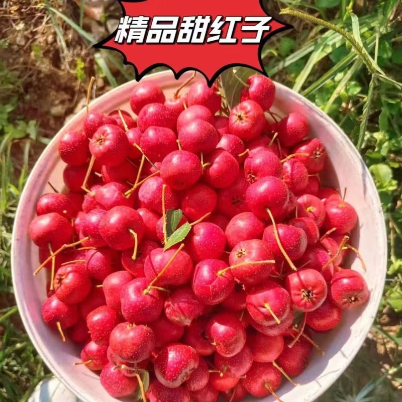 甜红子山楂山东沂源产地直发新鲜樱桃山楂市场批发电商