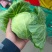 邯郸蔬菜本地甘蓝大量上市，精品甘蓝，河北包菜，烂菜包赔