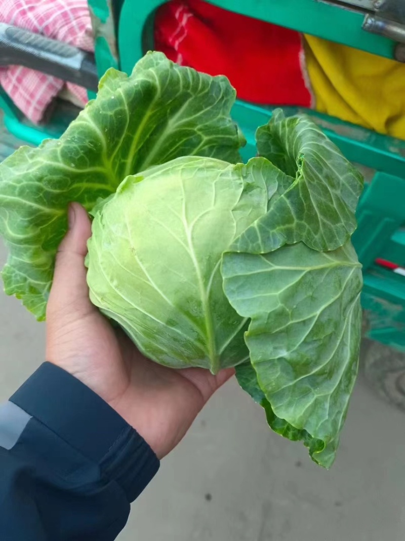 邯郸蔬菜本地甘蓝大量上市，精品甘蓝，河北包菜，烂菜包赔