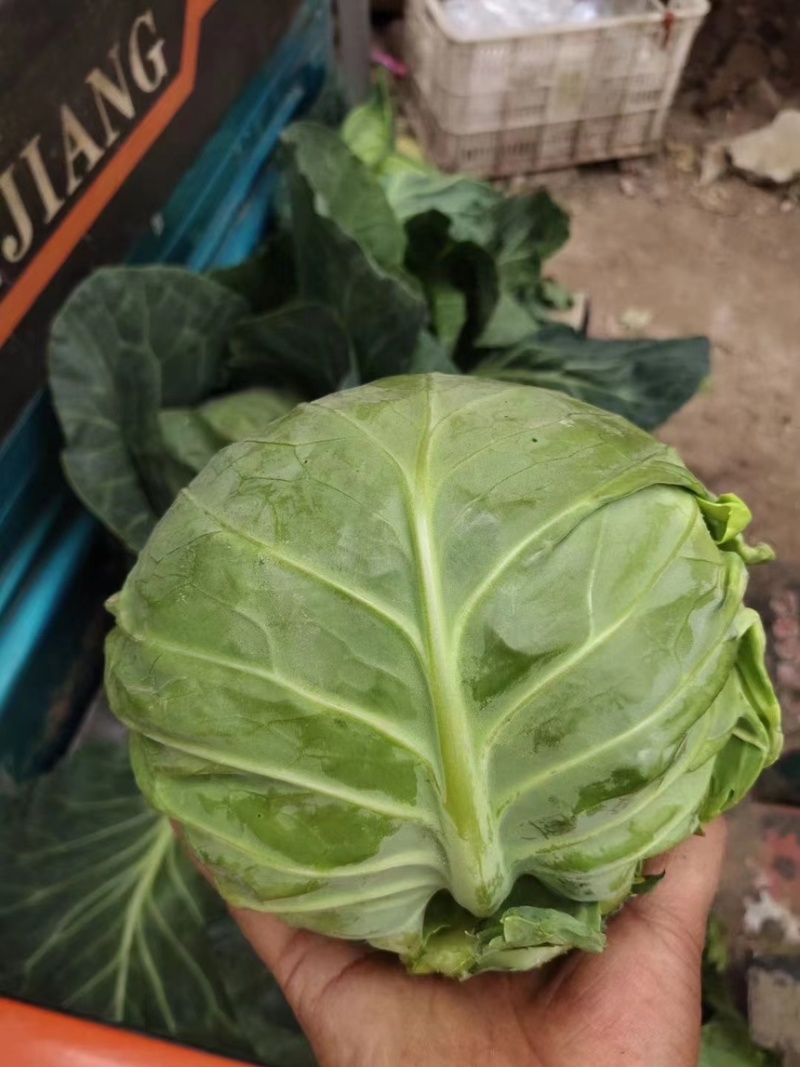 邯郸蔬菜本地甘蓝大量上市，精品甘蓝，河北包菜，烂菜包赔