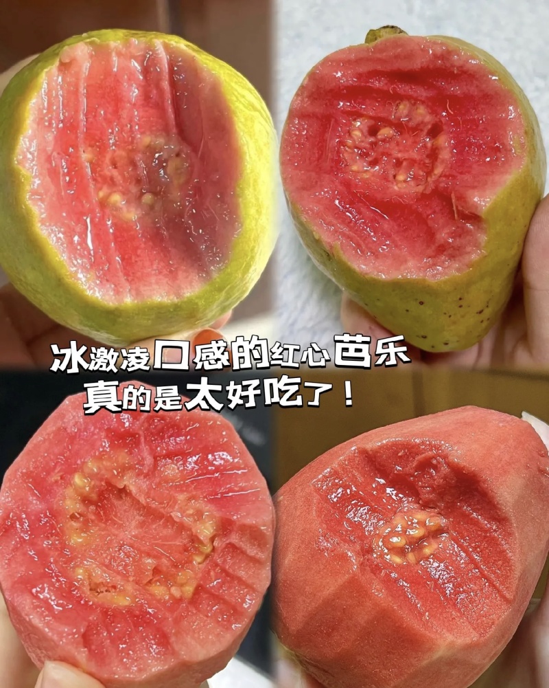 红心芭乐/番石榴大量有货品质优现摘现发可视频看货欢迎咨