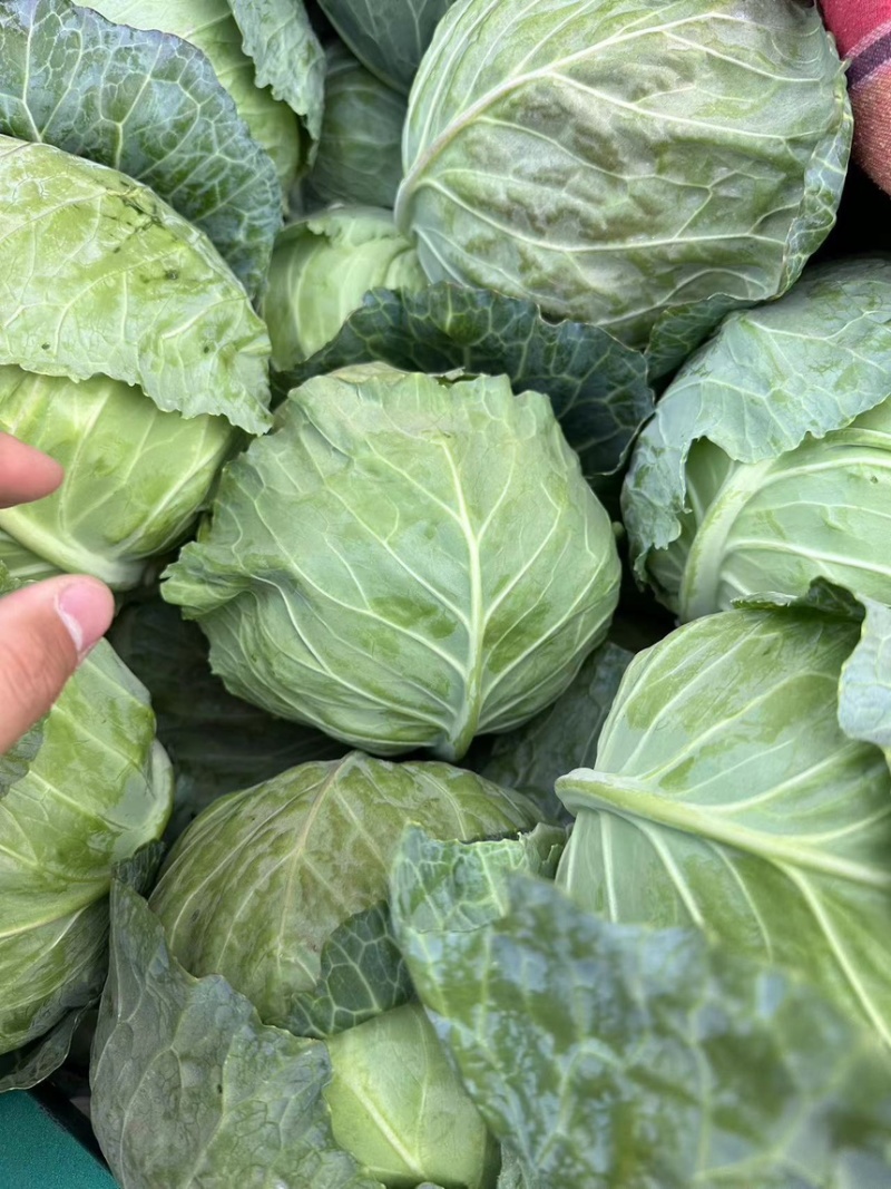 邯郸蔬菜本地甘蓝大量上市，精品甘蓝，河北包菜，烂菜包赔