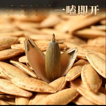 新疆美人甲南瓜子正宗新货南瓜子长粒特大炒货！可一件代发