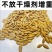 新疆美人甲南瓜子正宗新货南瓜子长粒特大炒货！可一件代发