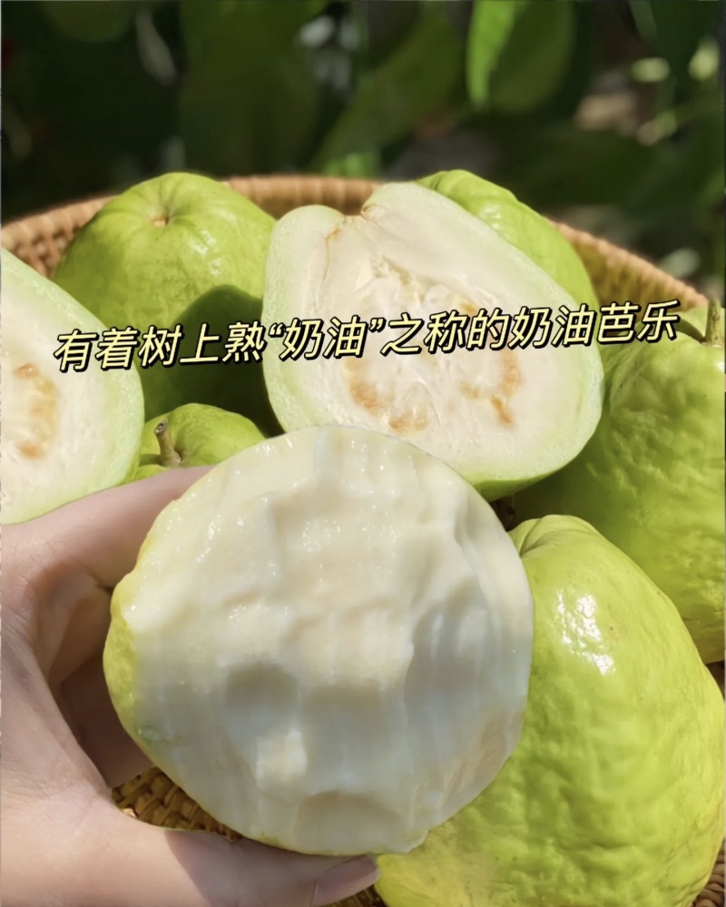 软糯奶油番石榴（奶油芭乐）大量有货基地直供品质优欢迎咨询