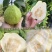 软糯奶油番石榴（奶油芭乐）大量有货基地直供品质优欢迎咨询
