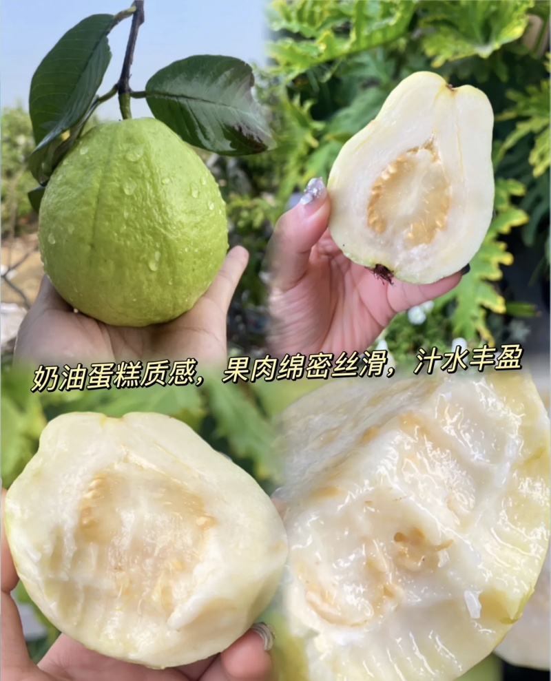 软糯奶油番石榴（奶油芭乐）大量有货基地直供品质优欢迎咨询