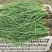 2025年新洋葱苗上市了红皮洋葱苗栽苗子欢迎来电