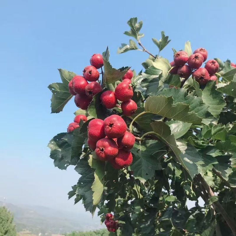 大金星山楂口感酸甜鲜山楂大量有货可视频看货