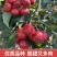 大金星山楂口感酸甜鲜山楂大量有货可视频看货
