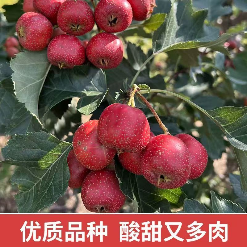 大金星山楂口感酸甜鲜山楂大量有货可视频看货