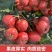 大金星山楂口感酸甜鲜山楂大量有货可视频看货